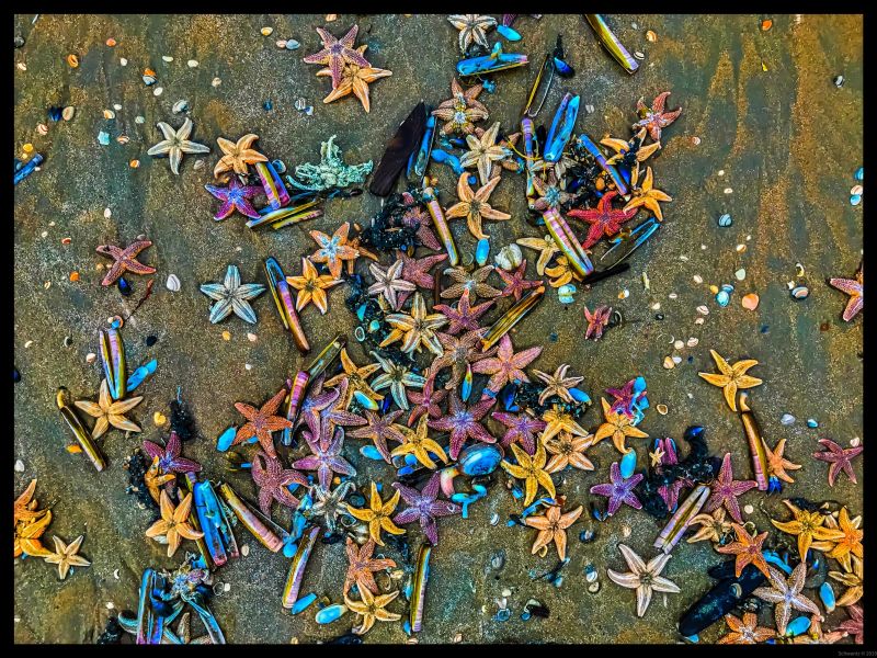 colourful sea stars