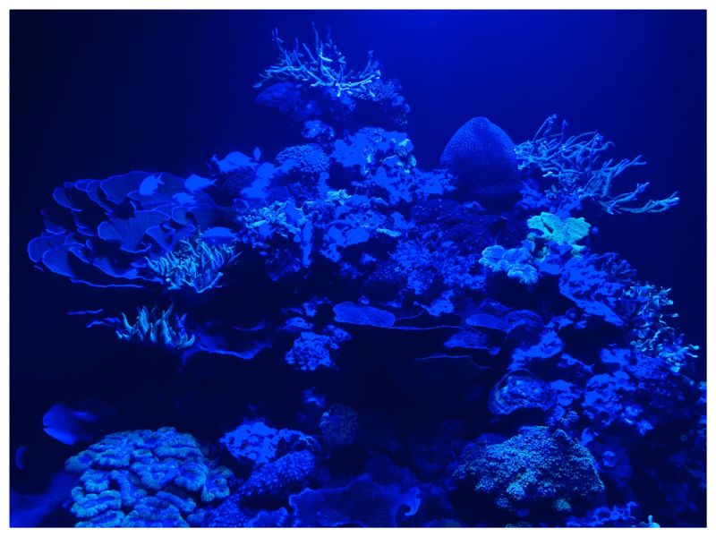 coral