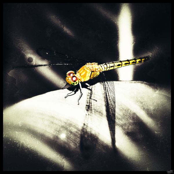 dragonfly