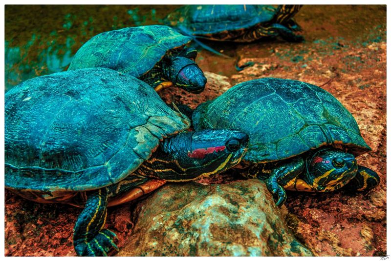turtles
