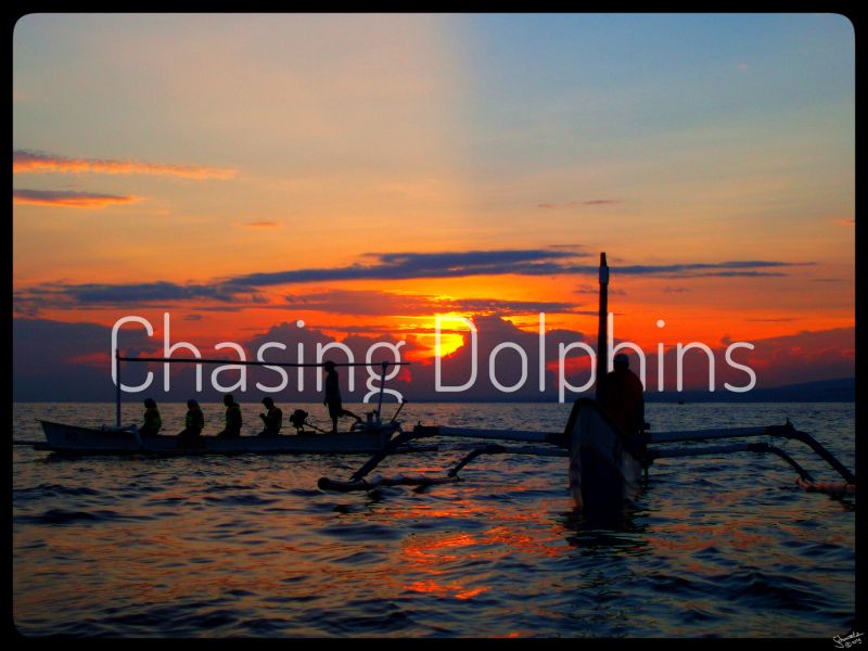chasing dolphins